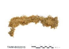 (B002315)學名： em Jubula hutchinsiae /em 