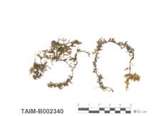 中文名：輪葉波葉蘚 (B002340)學名： em Himantocladium cyclophyllum (C. Muell.) Fleisch. /em 