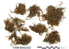 中文名：柔葉白錦蘚 (B002352)學名： em Leucoloma molle (C. Muell.) Mitt. /em 