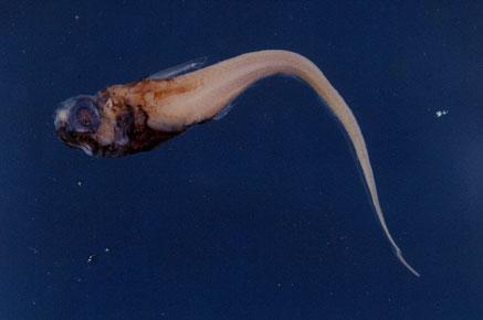 正條鱈( em Hymenocephalus striatissimus striatissimus  /em )