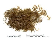 中文名：小蔓蘚 (B002353)學名： em Meteoriella soluta (Mitt.) Okam. /em 