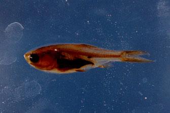 白鰱( em Hypophthalmichthys molitrix  /em )