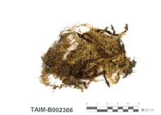 中文名：擬木毛蘚 (B002366)學名： em Pseudospridentopsis horrida /em 