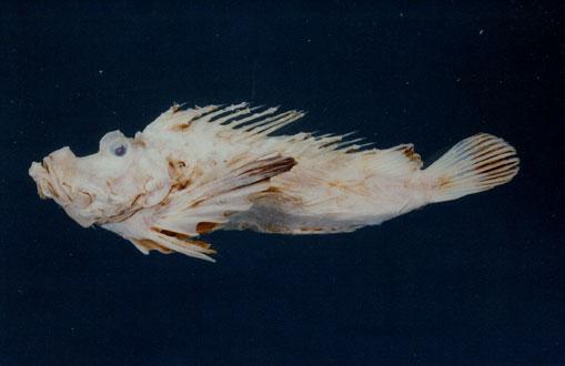大華鬼鮋( em Inimicus sinensis  /em )