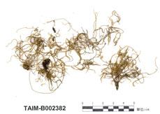 中文名：散生絲帶蘚 (B002382)學名： em Floribundaria sparsa /em 