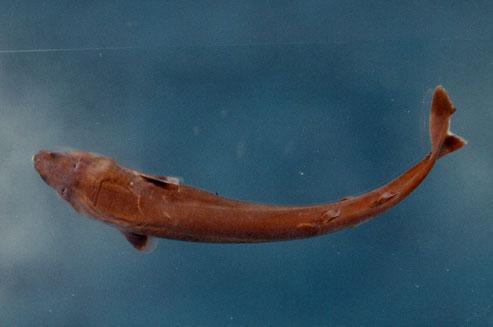雪茄鮫( em Isistius brasiliensis  /em )
