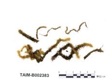 中文名：擬木毛蘚 (B002383)學名： em Pseudospiridentopsis horrida /em 