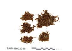 (B002398)學名： em Schothemia japonica /em 