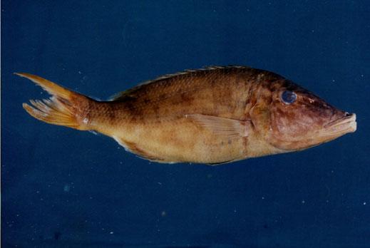 尖吻裸頰鯛( em Lethrinus olivaceus  /em )