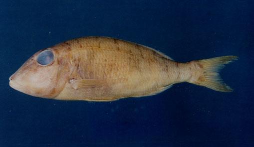雜色裸頰鯛( em Lethrinus variegatus  /em )