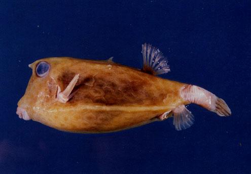 棘背角箱魨( em Lactoria diaphana  /em )