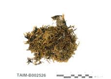中文名：扭葉蘚 (B002526)學名： em Trachypus bicolor /em 