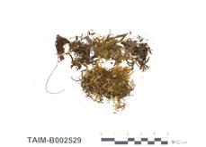 中文名：齒鞭廣萼苔 (B002529)學名： em Chandonanthus hirtellus /em 