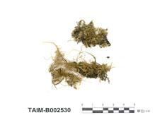 (B002530)學名： em Barbella angustifolia /em 