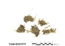 中文名：鱗葉蘚屬 (B002570)學名： em Taxiphyllum subarcuatum /em 