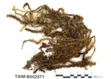 中文名：擬木毛蘚 (B002571)學名： em Pseudospridentopsis horrida /em 