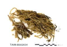 中文名：擬木毛蘚 (B002634)學名： em Pseudospridentopsis horrida /em 