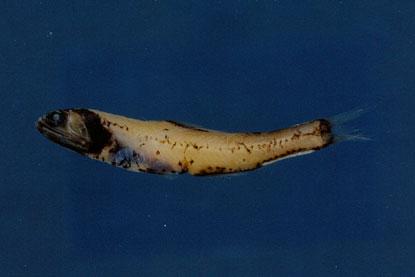 名珍燈魚( em Lampanyctus nobilis  /em )