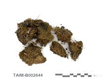 (B002644)學名： em Leptodontium flexifolium (With.) Hampe /em 