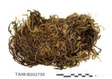 中文名：反葉粗蔓蘚 (B002758)學名： em Meteoriopsis reclinata (C. Muell.) Fleisch. In Broth. /em 