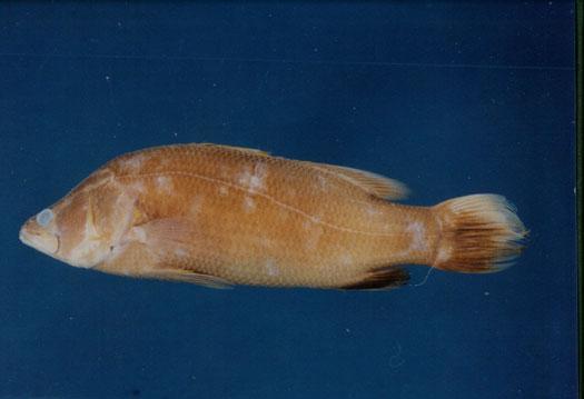 尖吻鱸( em Lates calcarifer /em )