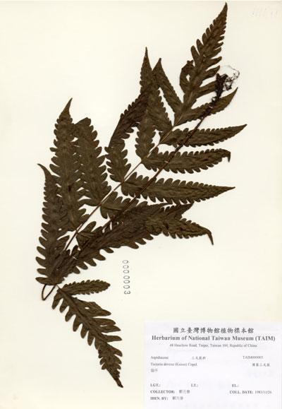 中文名：薄葉三叉蕨 (H000003)學名： em Tectaria devexa (Kunze) Copel. /em 