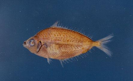 細紋鰏( em Leiognathus berbis  /em )