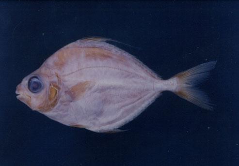 長棘鰏( em Leiognathus fasciatus  /em )