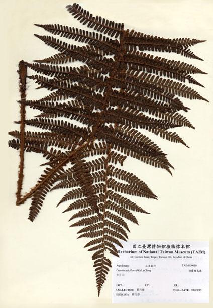 中文名：頂囊肋毛蕨 (H000010)學名： em Ctenitis apiciflora (Wall. ex Mett.) Ching /em 