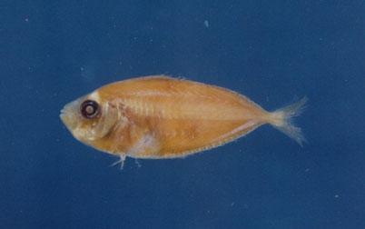 粗紋鰏( em Leiognathus lineolatus  /em )