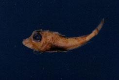 貢氏角魚( em Lepidotrigla guentheri  /em )
