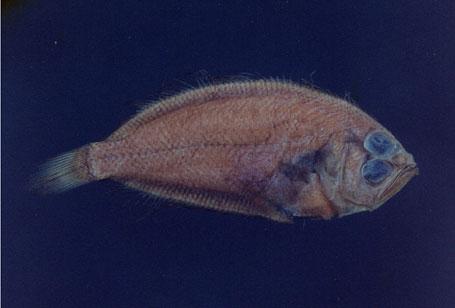 鱗棘鮃眼鰈( em Lepidoblepharon ophthalmolepis  /em )