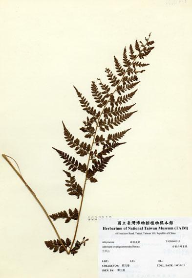 中文名：合歡山蹄蓋蕨 (H000013)學名： em Athyrium cryptogrammoides Hayata /em 