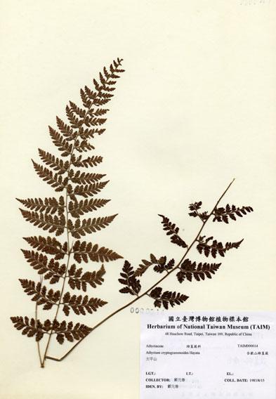 中文名：合歡山蹄蓋蕨 (H000014)學名： em Athyrium cryptogrammoides Hayata /em 