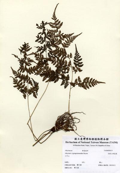 中文名：合歡山蹄蓋蕨 (H000015)學名： em Athyrium cryptogrammoides Hayata /em 