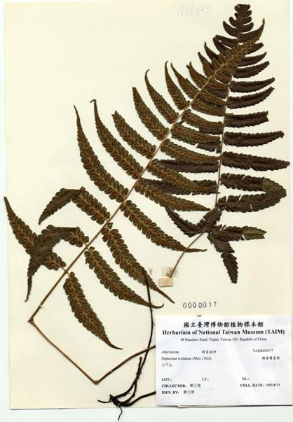 中文名：鋸齒雙蓋蕨 (H000017)學名： em Diplazium wichurae (Mett.) Diels /em 
