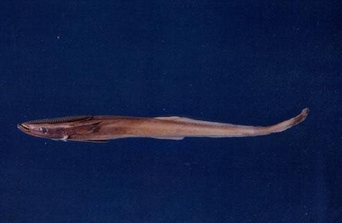 長印魚( em Echeneis naucrates  /em )