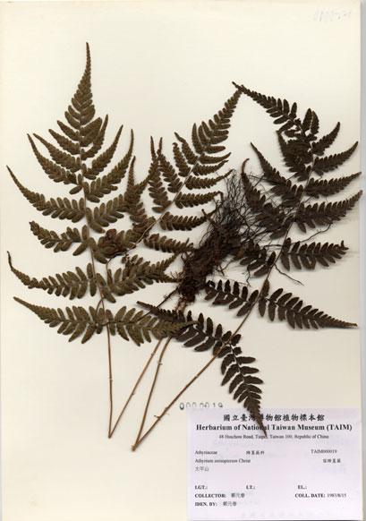 中文名：宿蹄蓋蕨 (H000019)學名： em Athyrium anisopterum Christ /em 