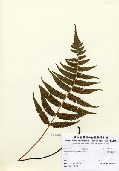 中文名：鋸齒雙蓋蕨 (H000020)學名： em Diplazium wichurae (Mett.) Diels /em 