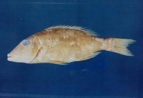 青嘴龍占( em Lethrinus nebulosus  /em )