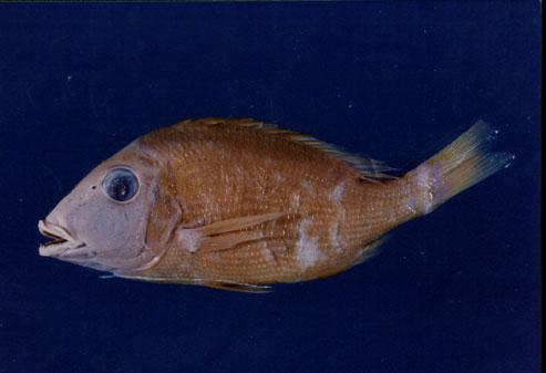 正龍占( em Lethrinus haematopterus  /em )