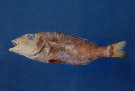 絲棘龍占( em Lethrinus genivittatus  /em )