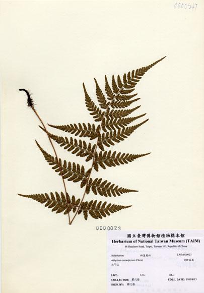 中文名：宿蹄蓋蕨 (H000023)學名： em Athyrium anisopterum Christ /em 