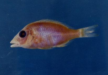 青嘴龍占( em Lethrinus nebulosus  /em )