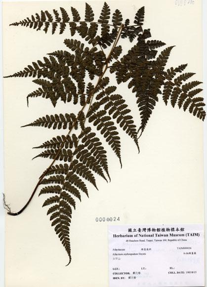中文名：紅柄蹄蓋蕨 (H000024)學名： em Athyrium erythropodum Hayata /em 