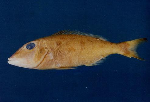 長吻龍占( em Lethrinus miniatus  /em )