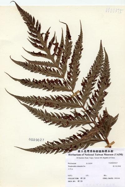 中文名：東方狗脊蕨 (H000027)學名： em Woodwardia orientalis Sw. /em 