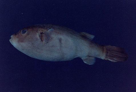 菲律賓叉鼻魨( em Arothron manilensis  /em )