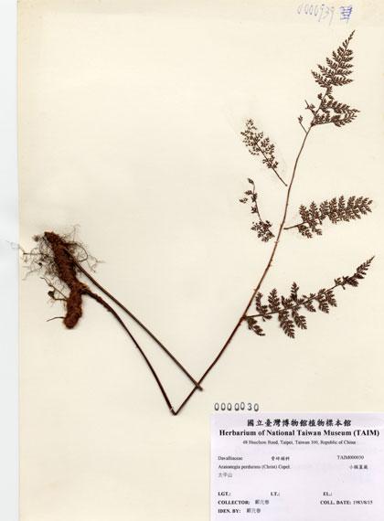 中文名：小膜蓋蕨 (H000030)學名： em Araiostegia perdurans (Christ) Copel. /em 
