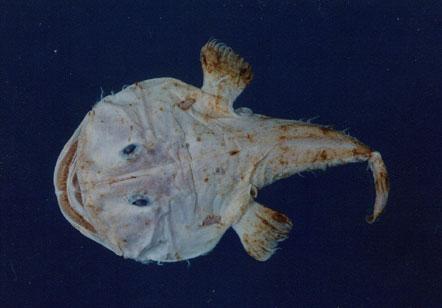 鮟鱇( em Lophiomus setigerus  /em )